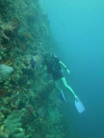 As magníficas paredes coralíneas durante mergulho na costa sul de Roseau, em Parque Nacional submarino em Dominica, no Caribe
